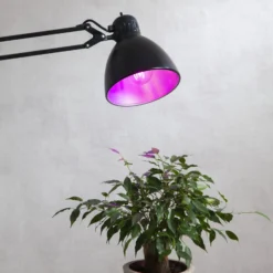 LED-kasvilamppu thrive, lamppu A60, E27, 6,5 W punainen