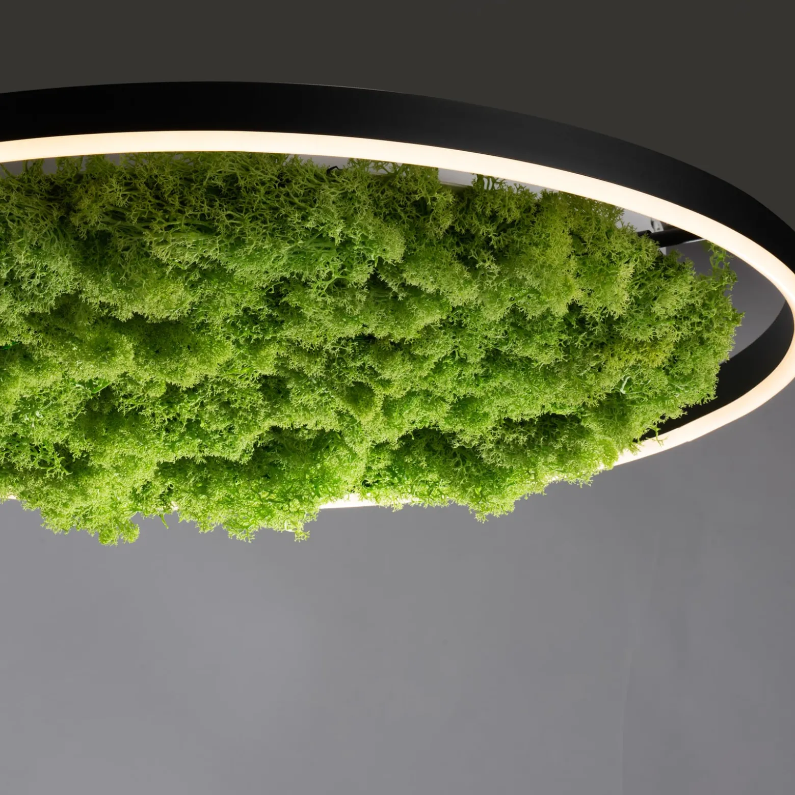 LED kattovalaisin Green Ritus, sammal himmennettävä Ø58.5cm