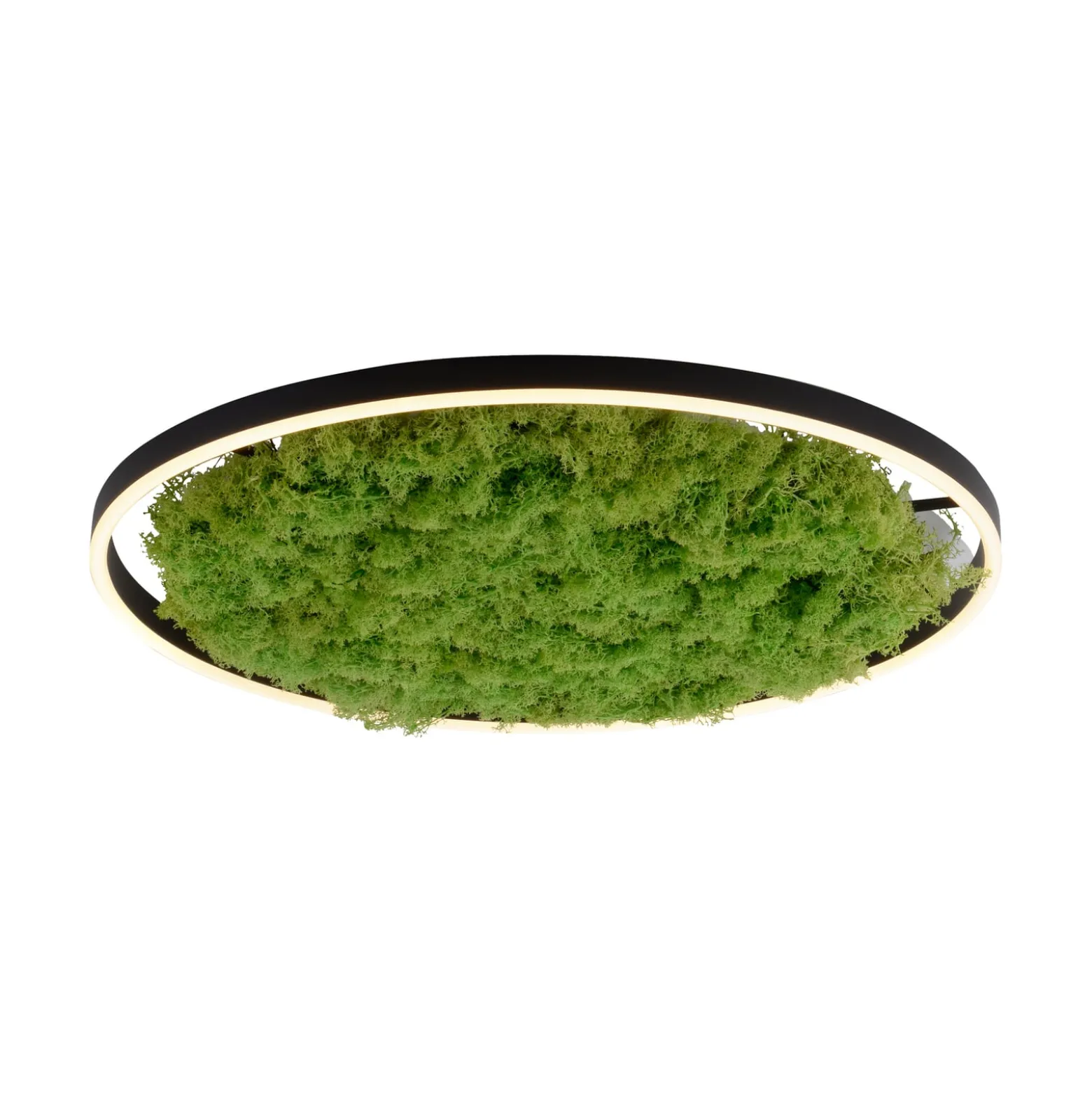 LED kattovalaisin Green Ritus, sammal himmennettävä Ø58.5cm