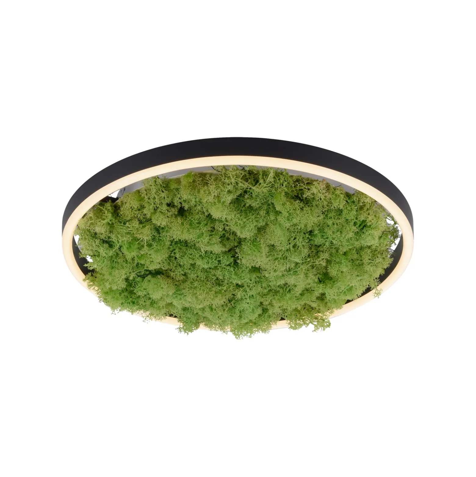 LED kattovalaisin Green Ritus, sammal himmennettävä Ø39.3cm